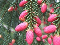 8a1d5030-Picea orientalis muški cvjetovi.jpg